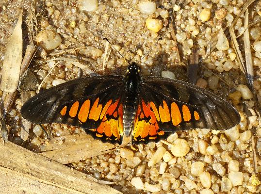 Graphium ridleyanus male UPS